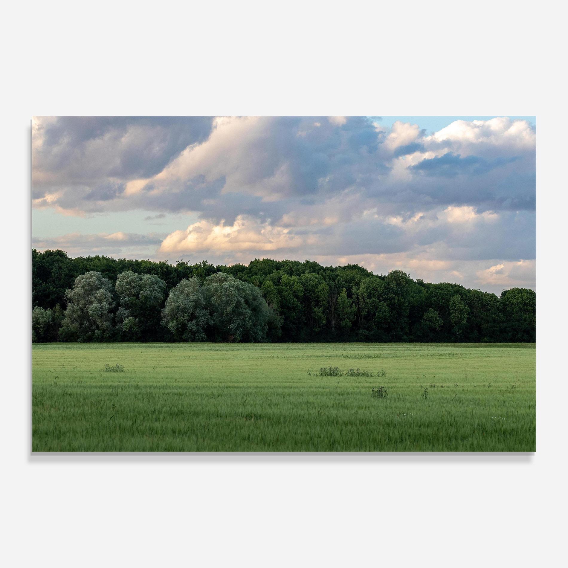 Tablou Sticla Forest Field mockup 0