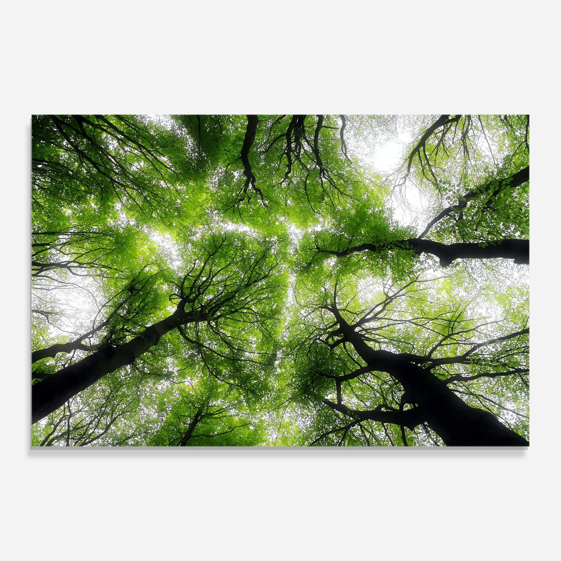 Tablou Sticla Forest Green Tree mockup 0