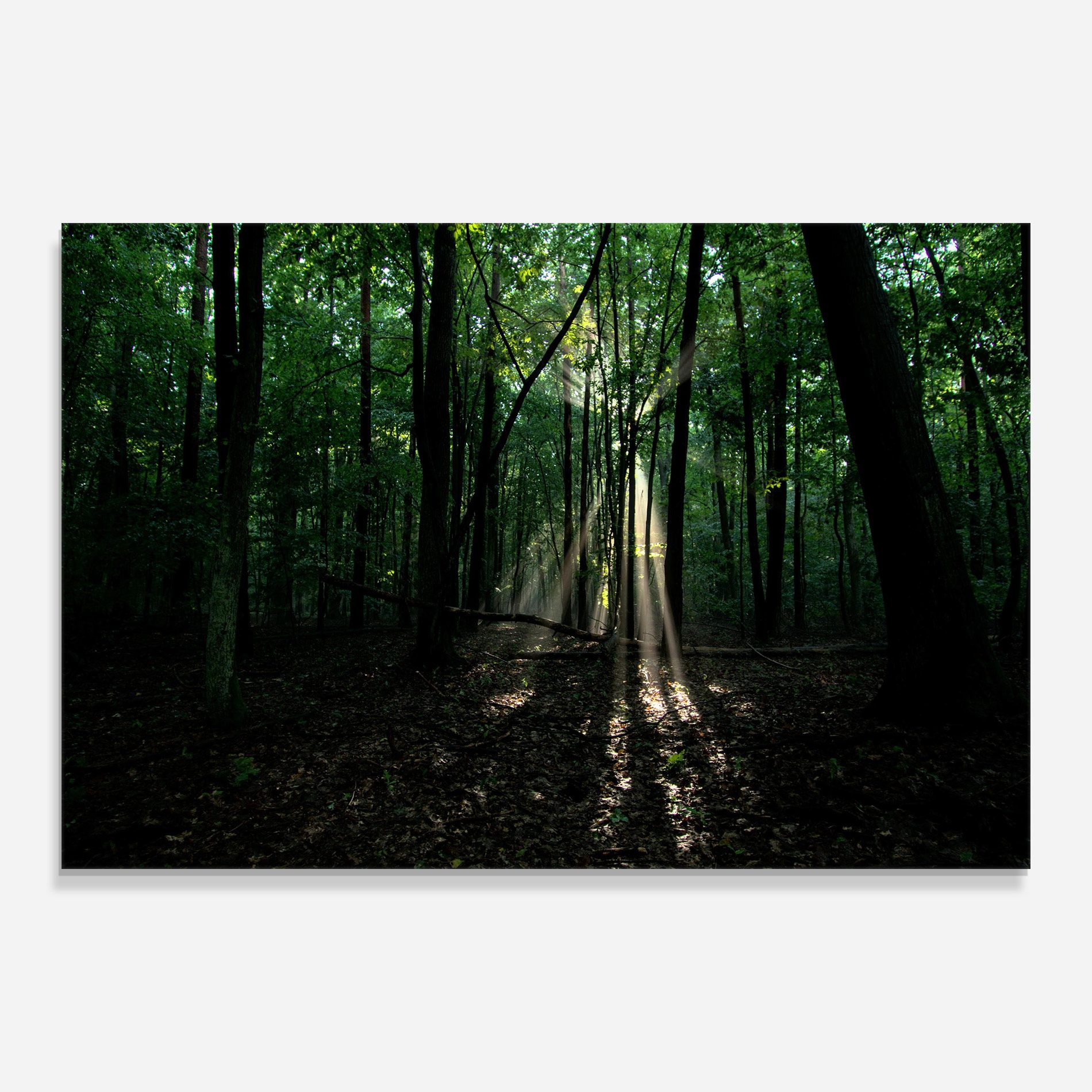 Forest Sun Light mockup 0