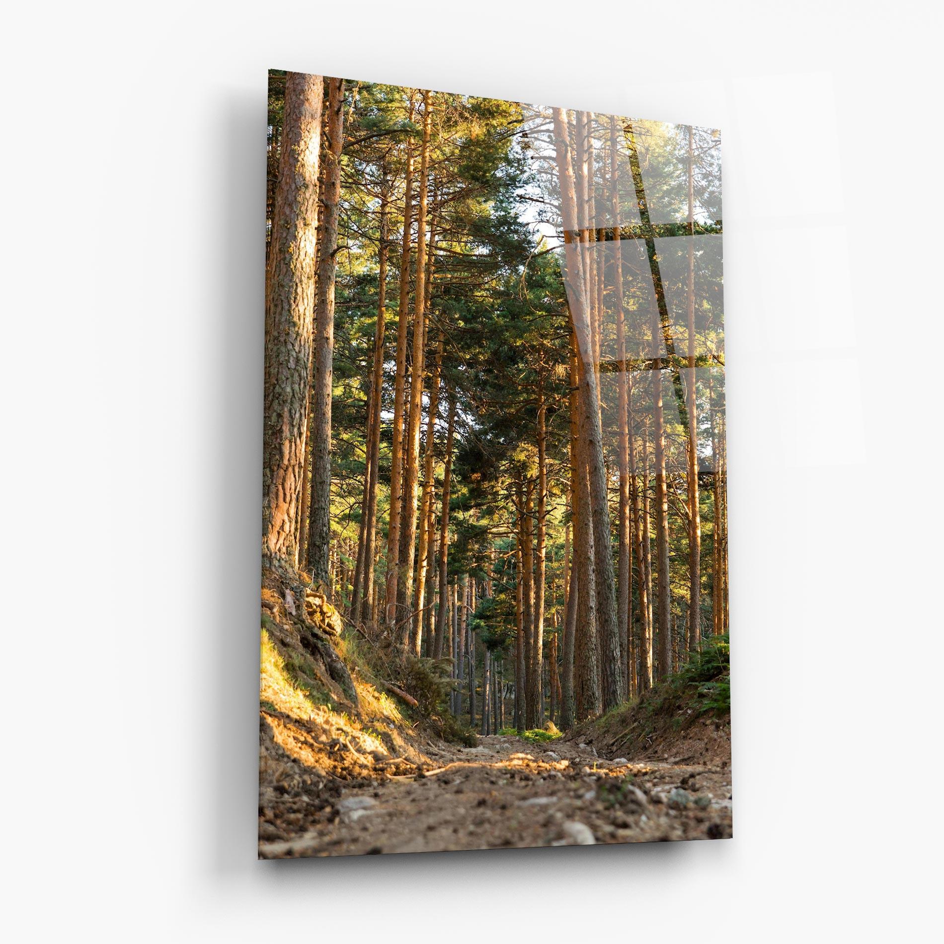 Tablou Sticla Big Trees Forest mockup 6