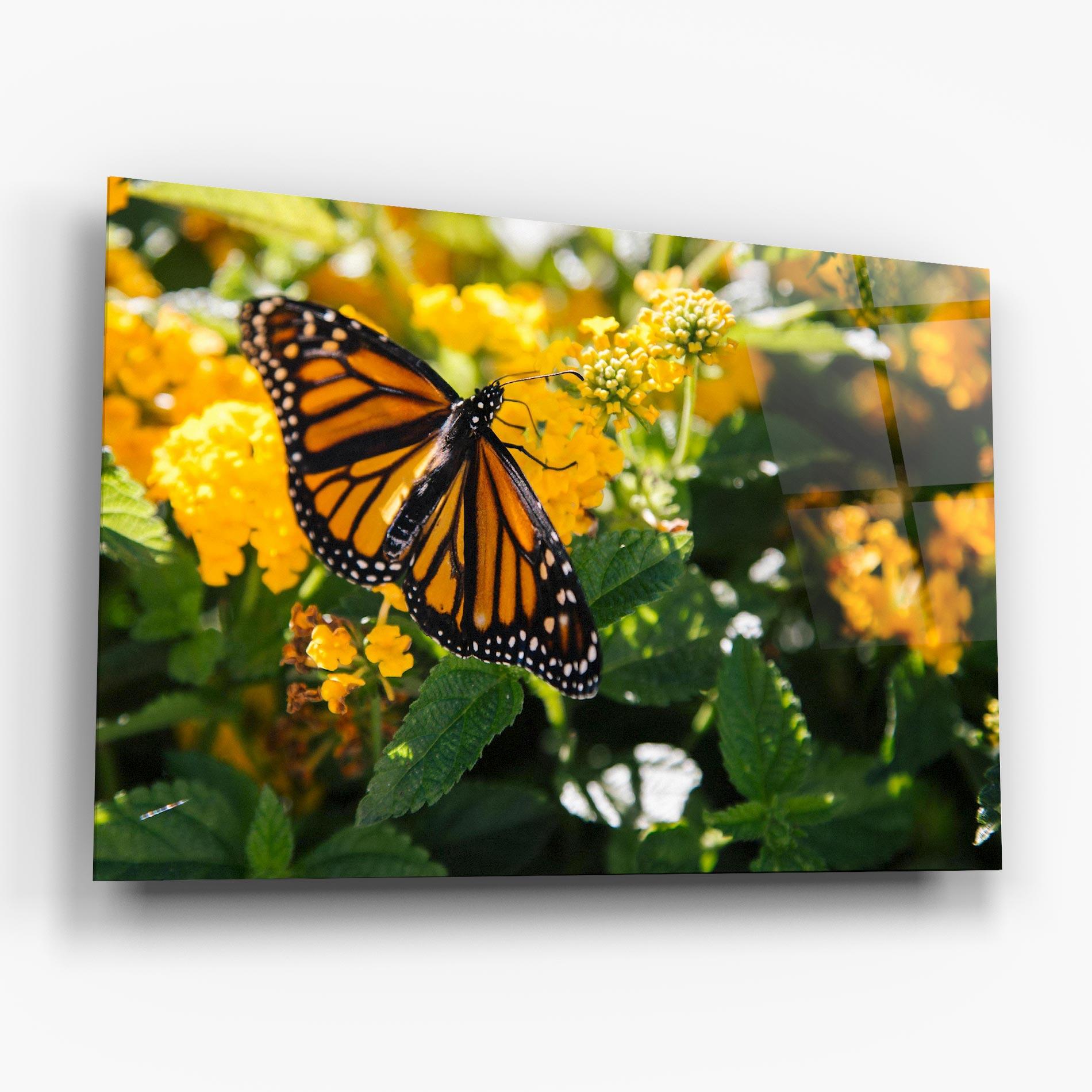 Tablou Sticla Orange Spring Butterfly mockup 6