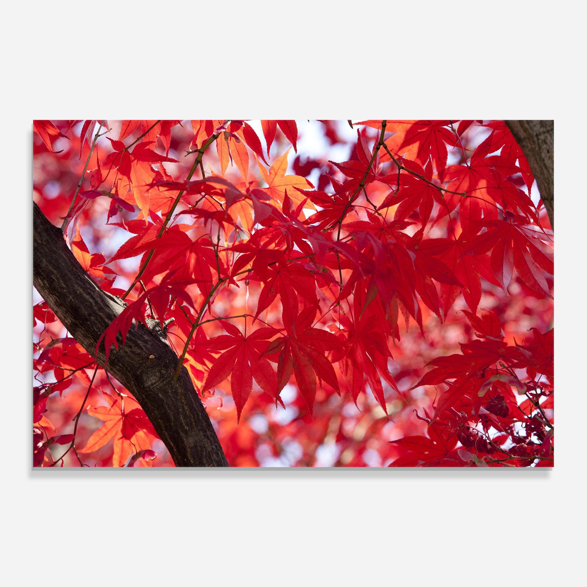 Tablou Sticla Pretty Red Leaves mockup 0