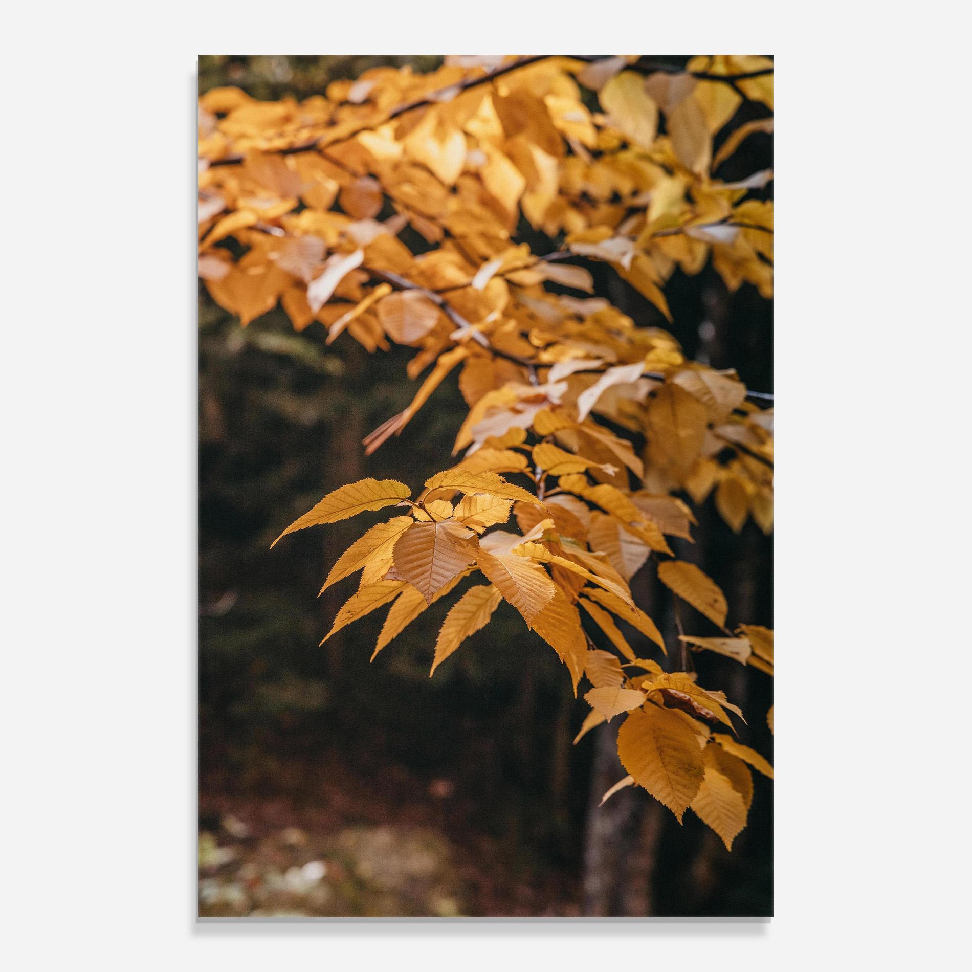 Tablou Sticla Autumn Nature mockup 0