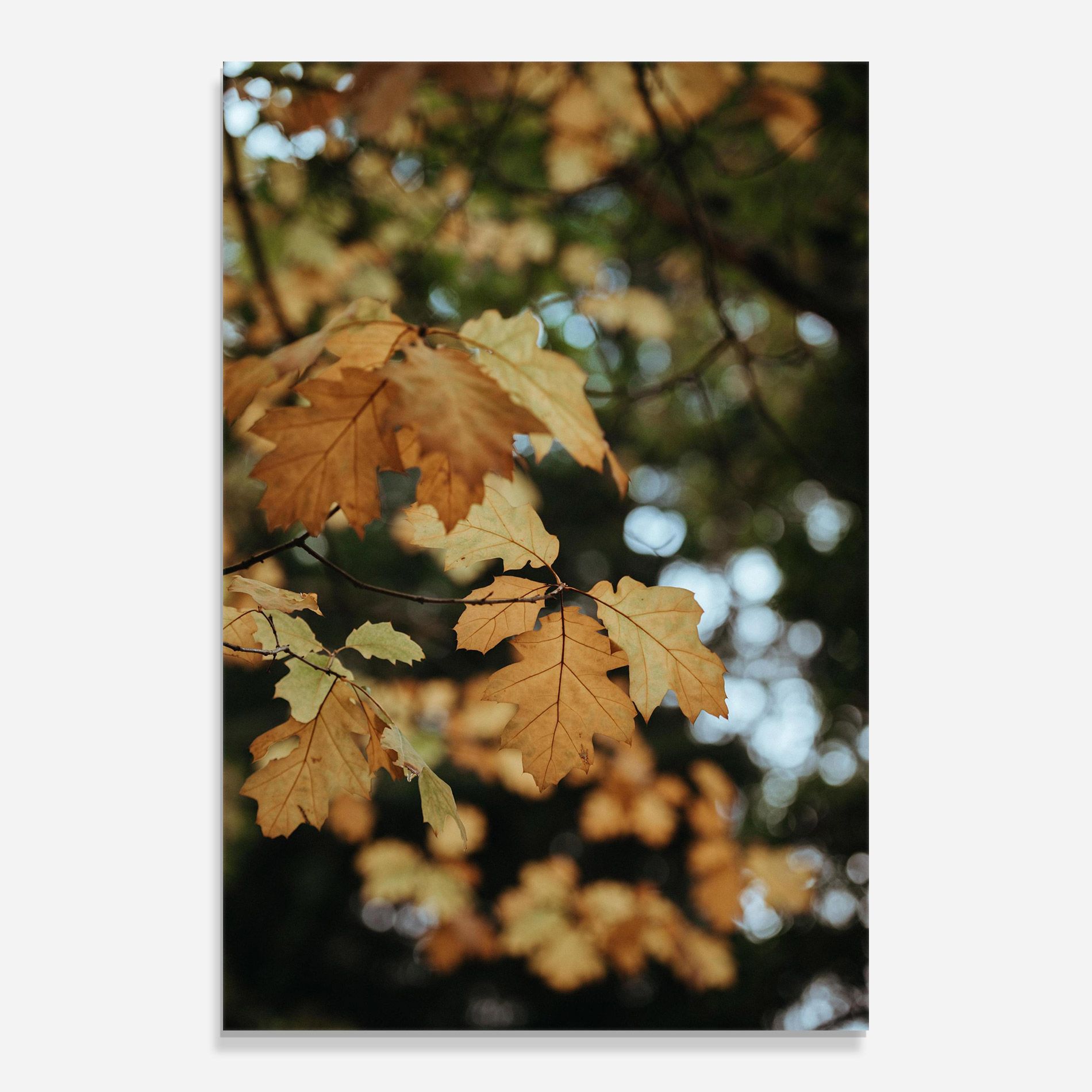 Brown Leaves mockup 0