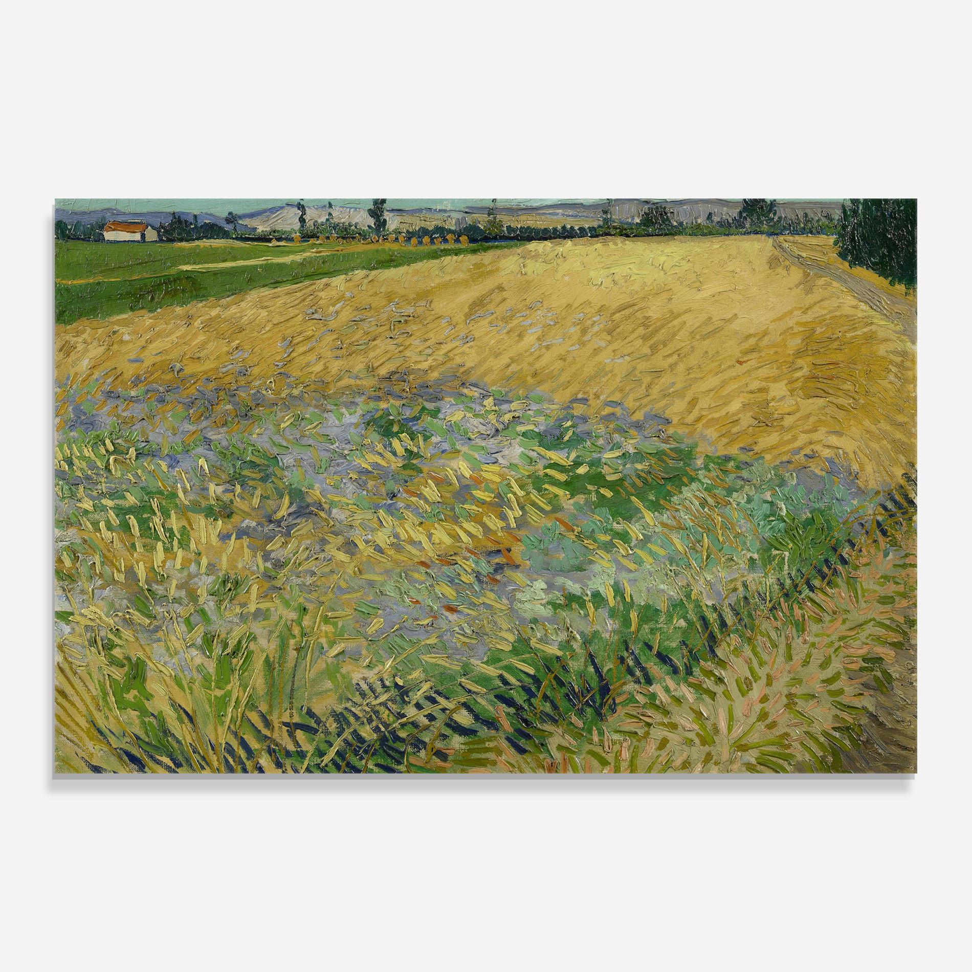 Tablou Sticla Korenveld mockup 0