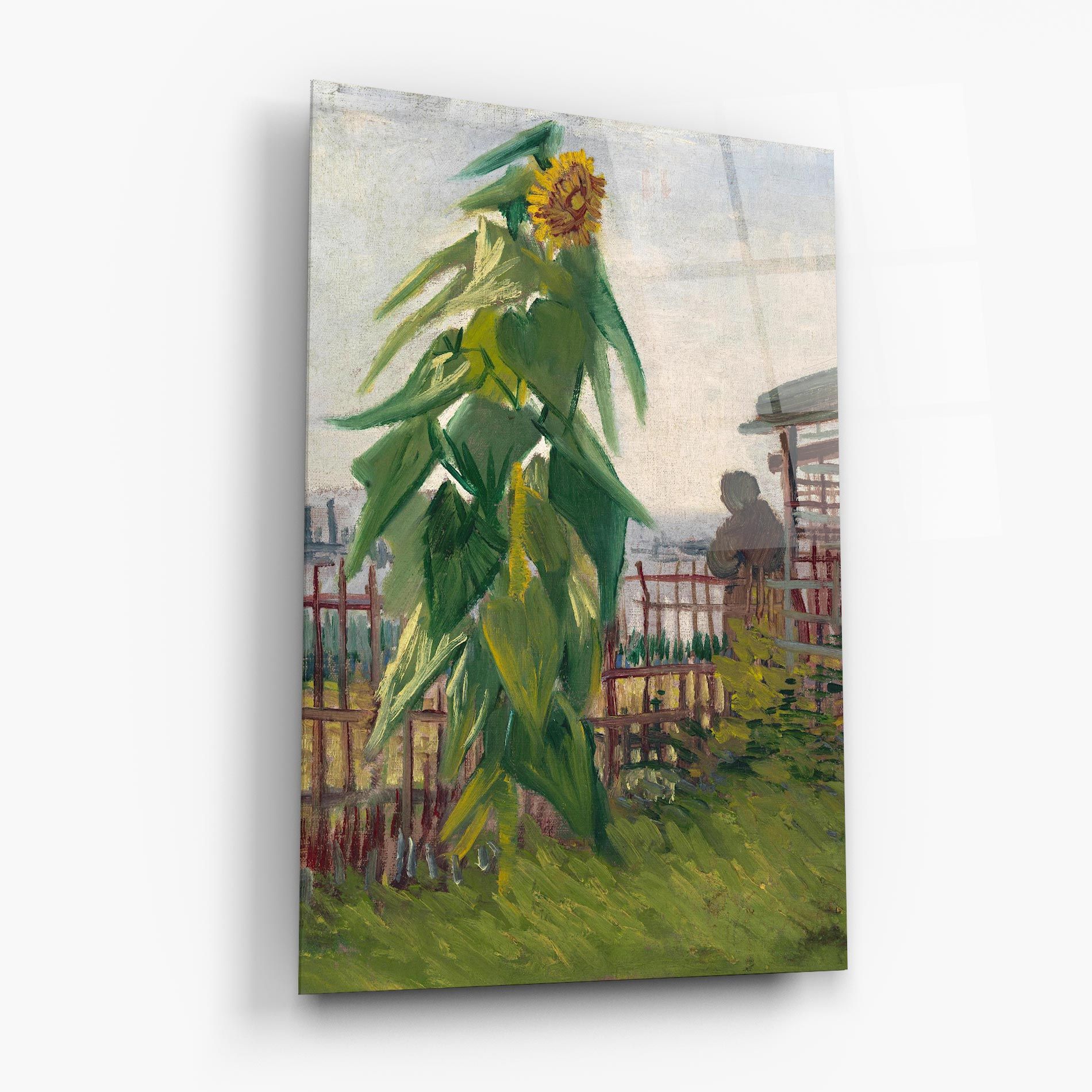 Allotment With Sunflower mockup 6